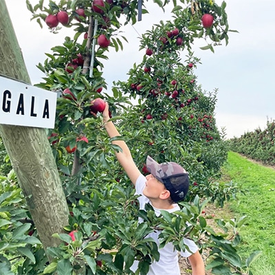 boy picking u-pick apples of the gala variety in michigan