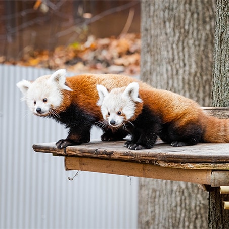 Red panda babies, Dawa and Nima, born in August at the John Ball Zoo